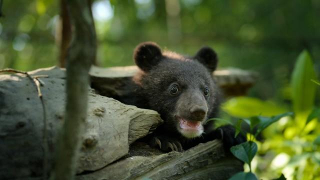 The Moon Bear Cub