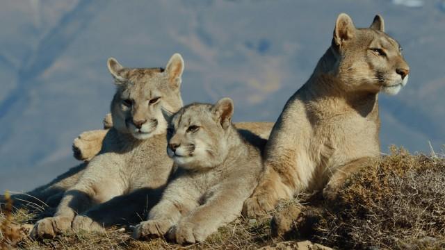 Patagonia Puma