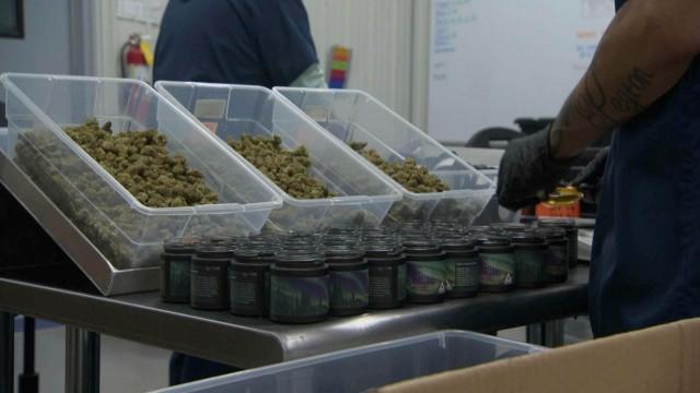 Veepstakes, Race to Watch, Tribal Cannabis