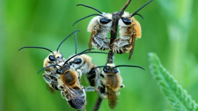 Biene Majas wilde Schwestern