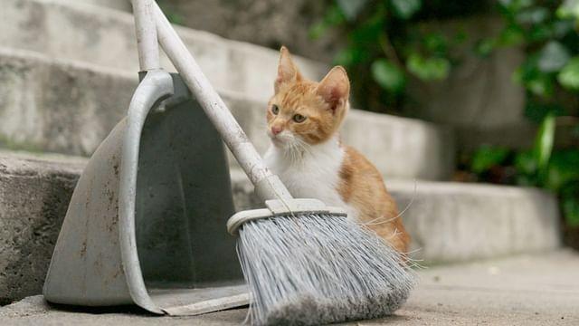 Istanbul: Cat City