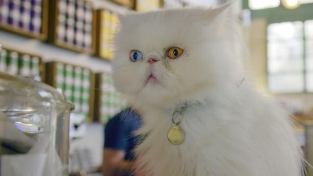 Cómo el gato conquistó el mundo