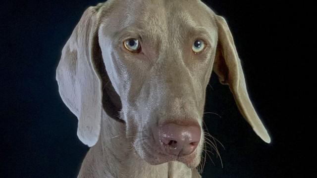 Cómo el perro conquistó el mundo