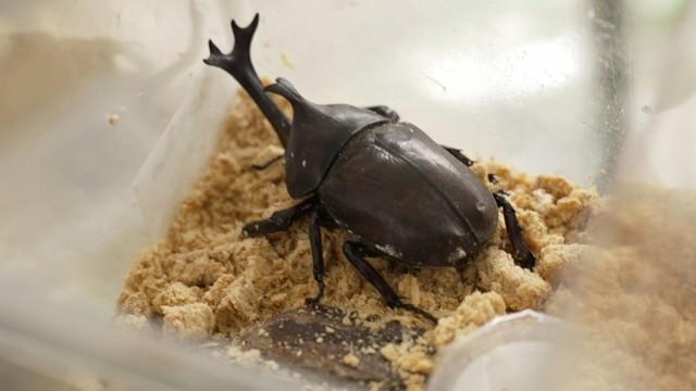 真夏の昆虫専門店で