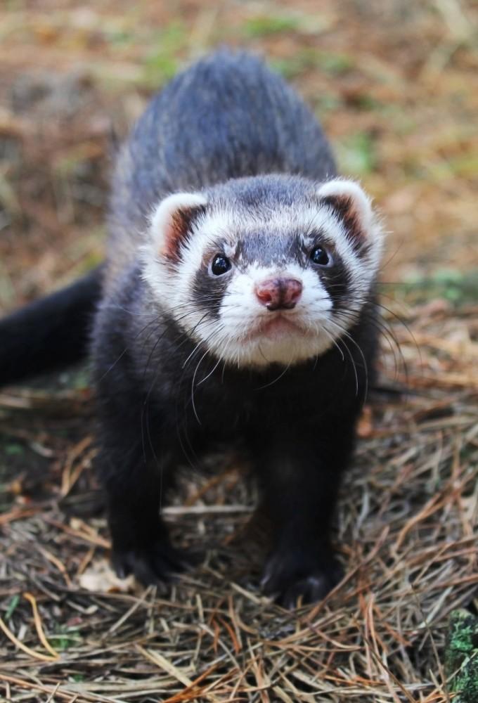 Il Court, Il Court le Furet