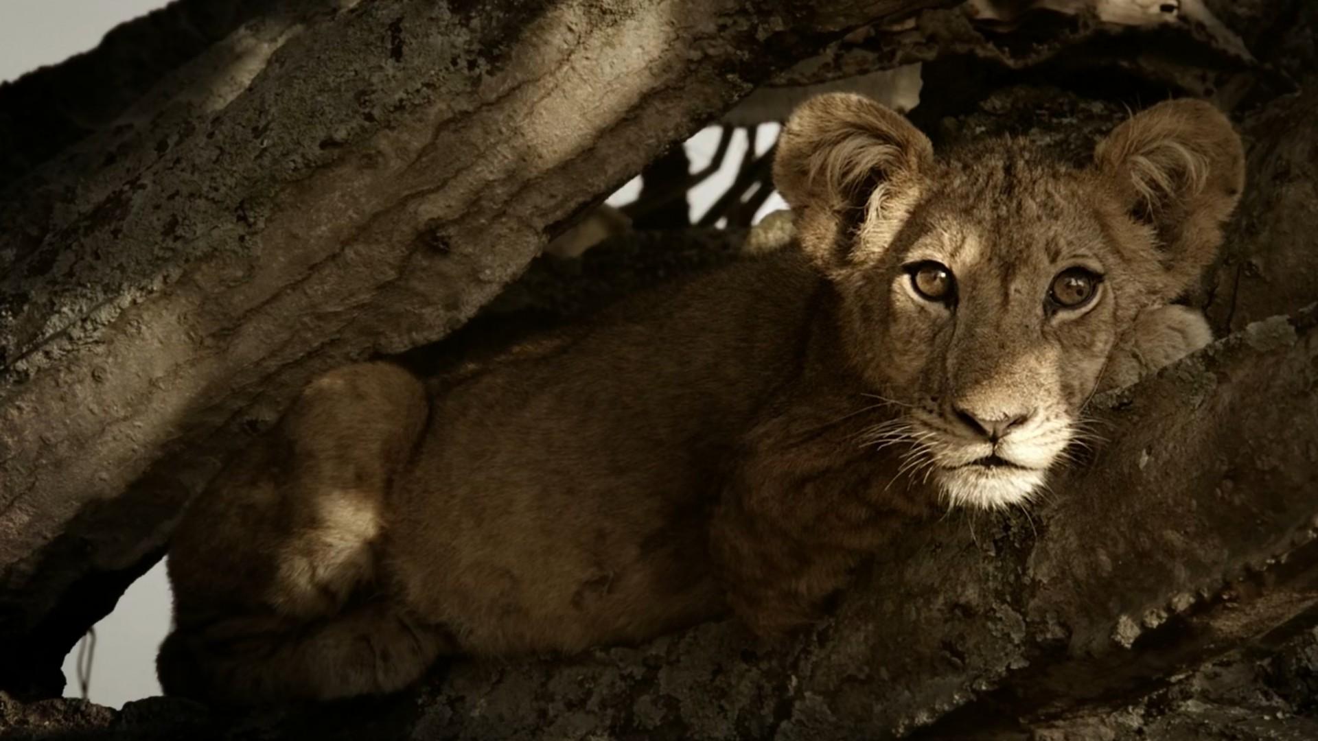 Los leones trepadores