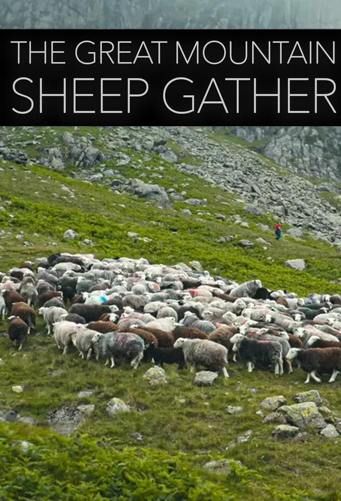 The Great Mountain Sheep Gather