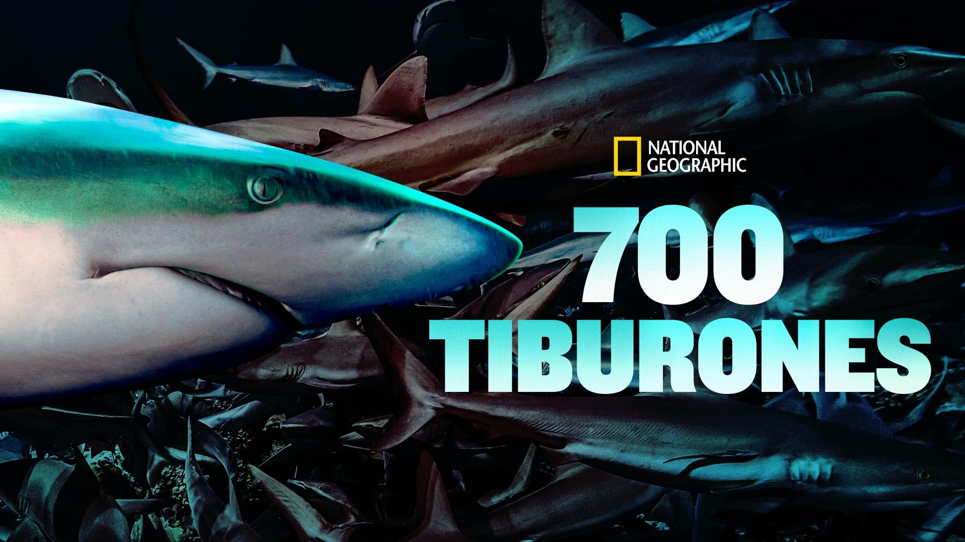 700 requins dans la nuit