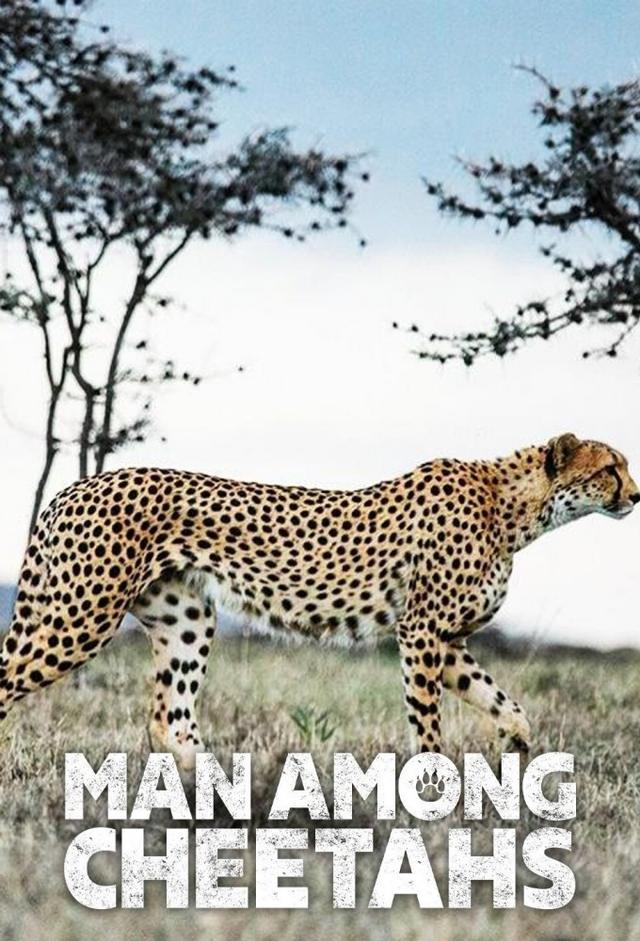 Man Among Cheetahs
