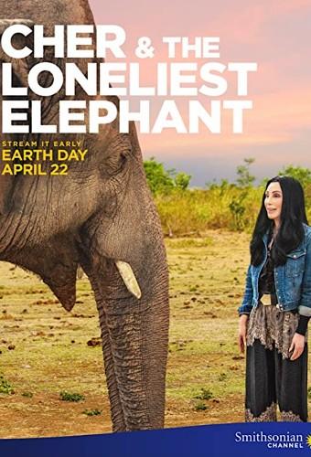 Cher and the Loneliest Elephant