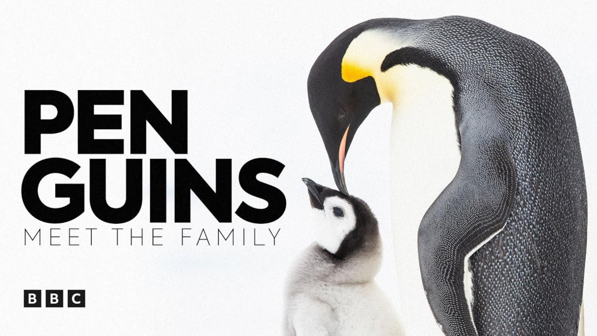 Penguins: Meet the Family
