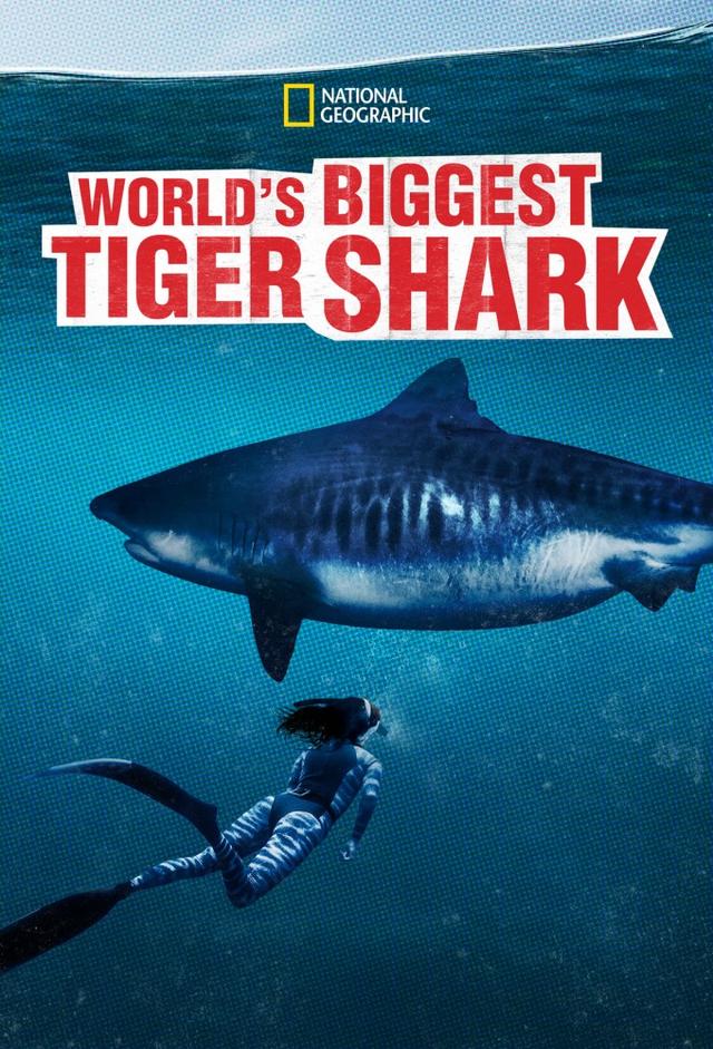 World's biggest Tiger Shark