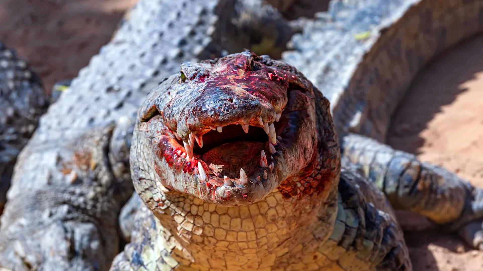 Attack of the Meth Gator