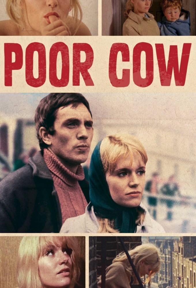Poor Cow