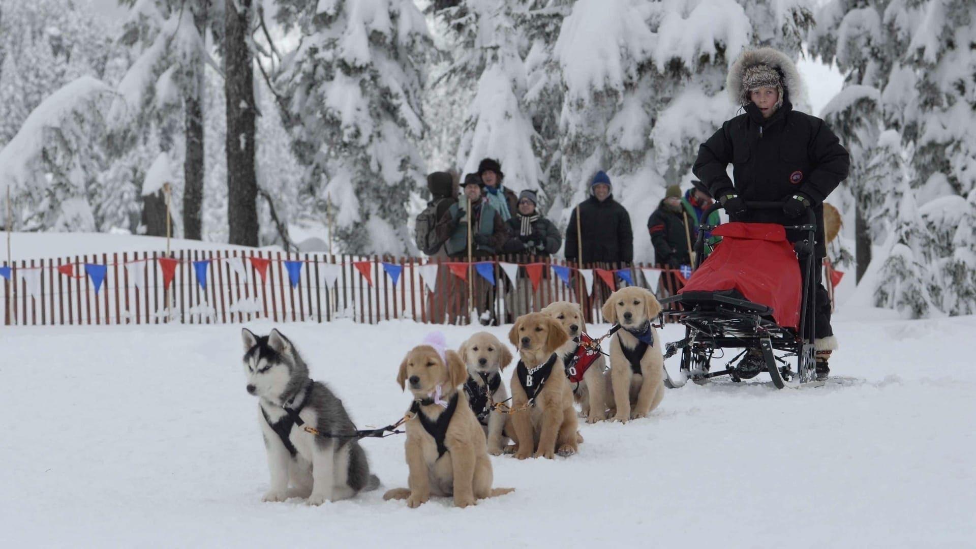 Snow Buddies - Abenteuer in Alaska
