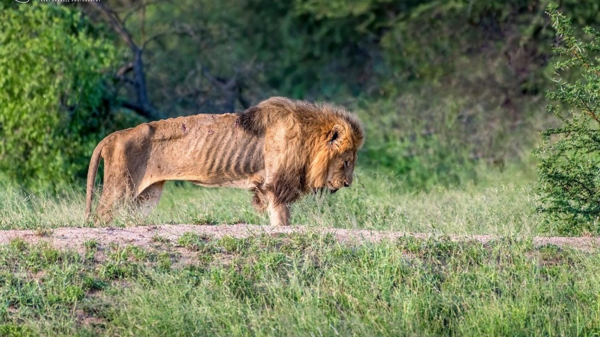 Brothers in Blood: The Lions of Sabi Sand