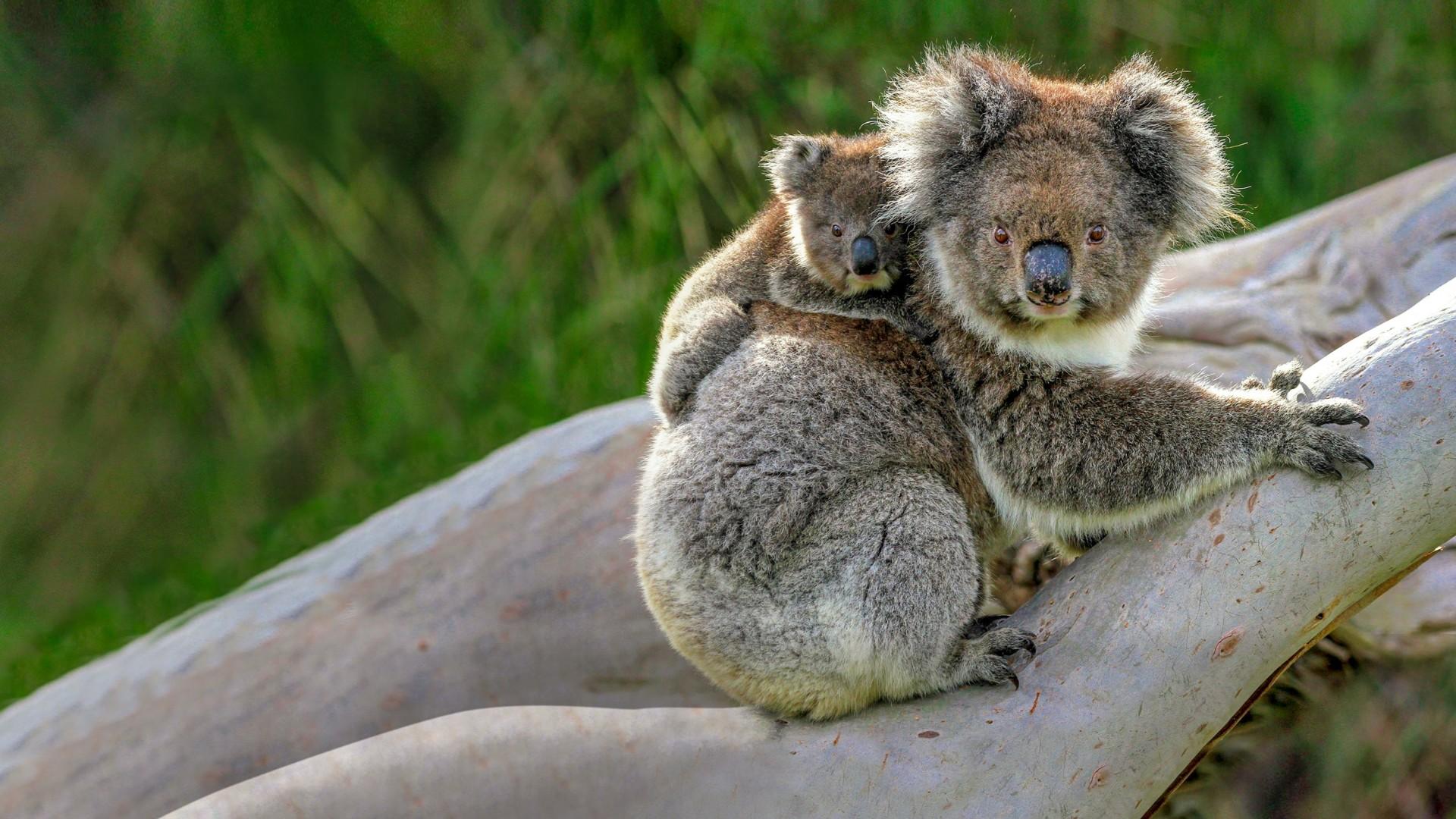 Wild Australia