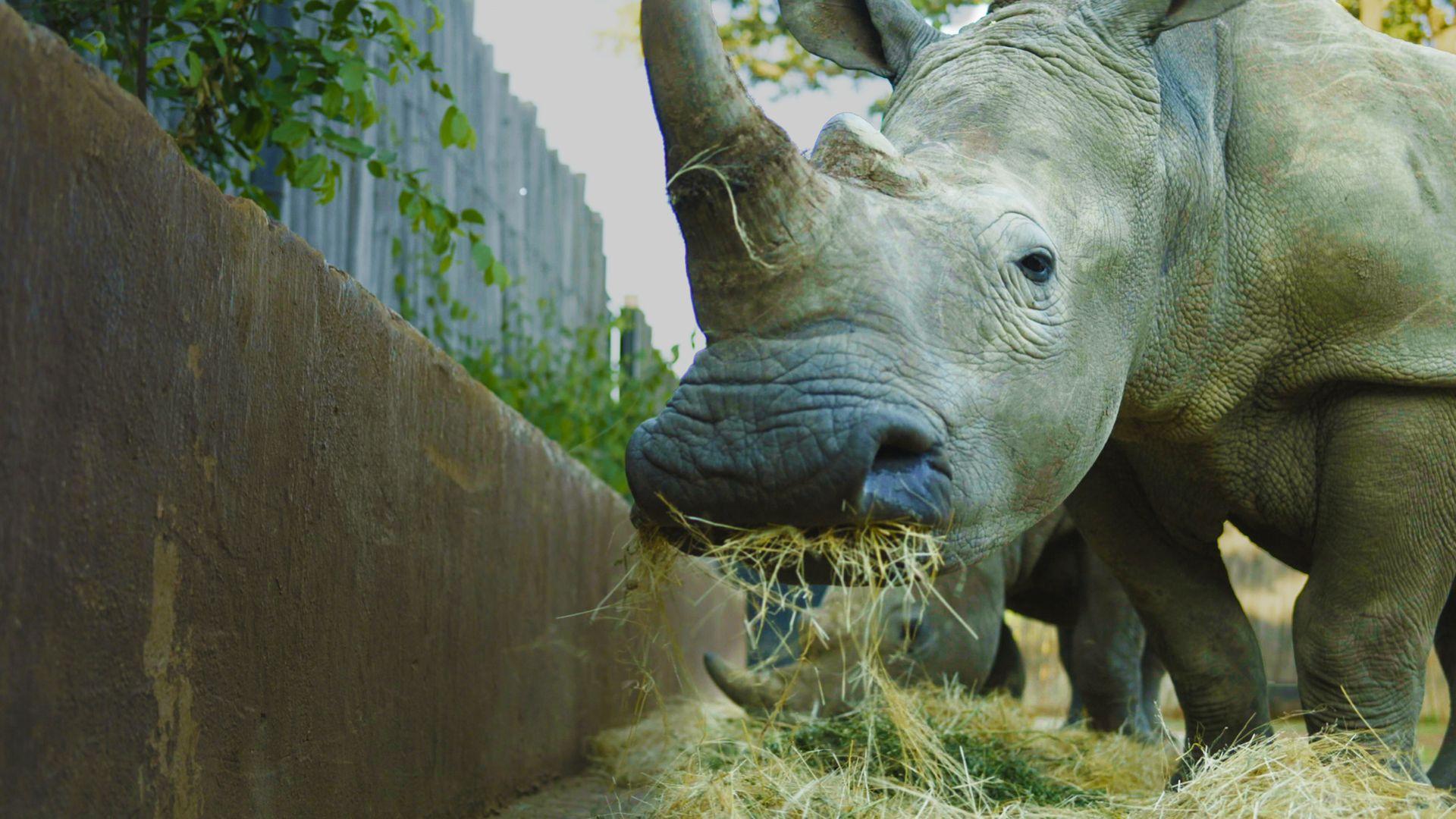 The Rhino Orphanage