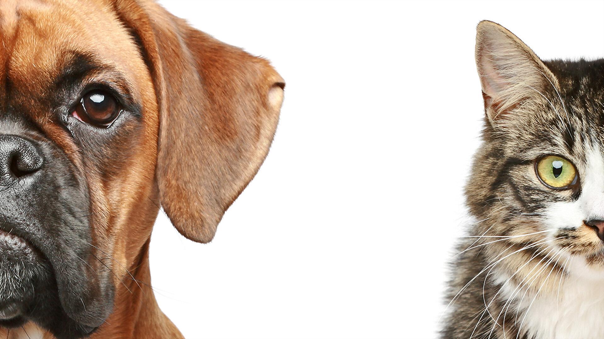 Como el perro y el gato