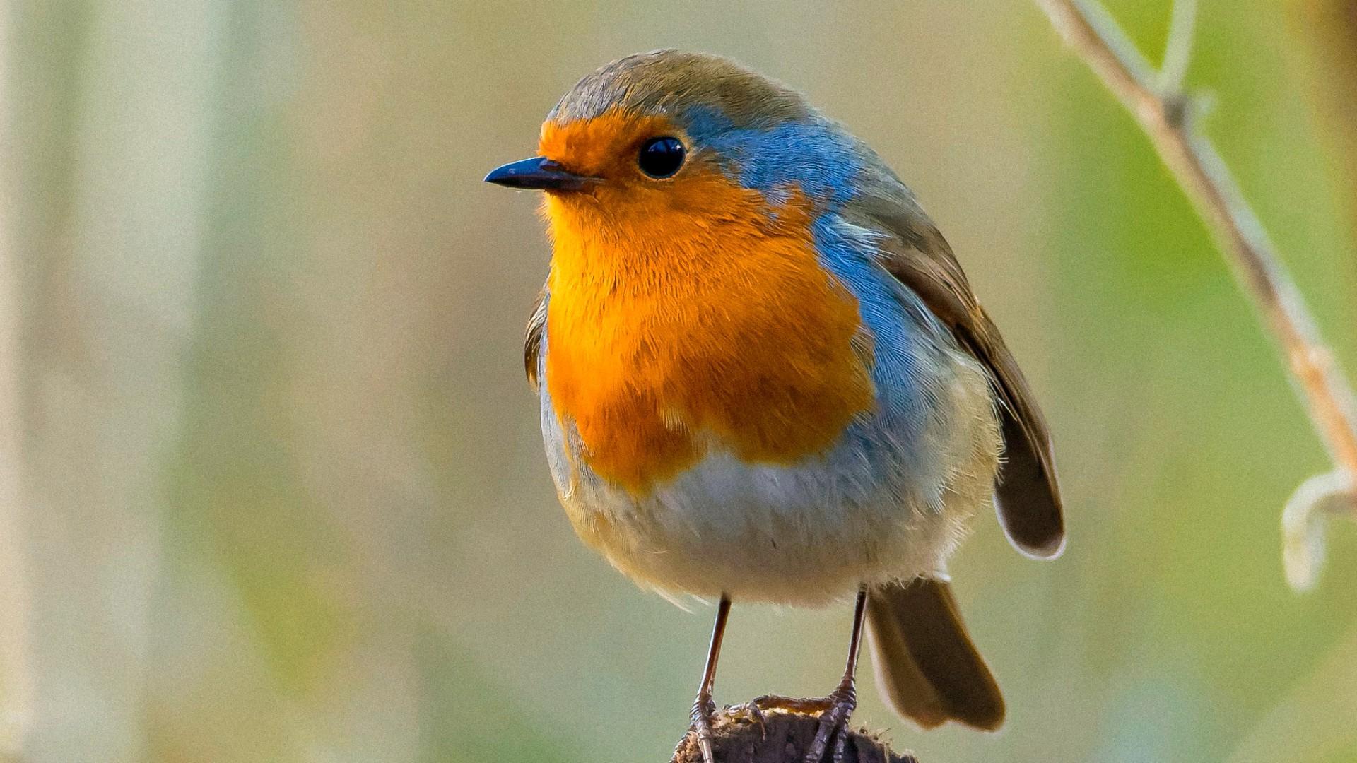 Wild Britain