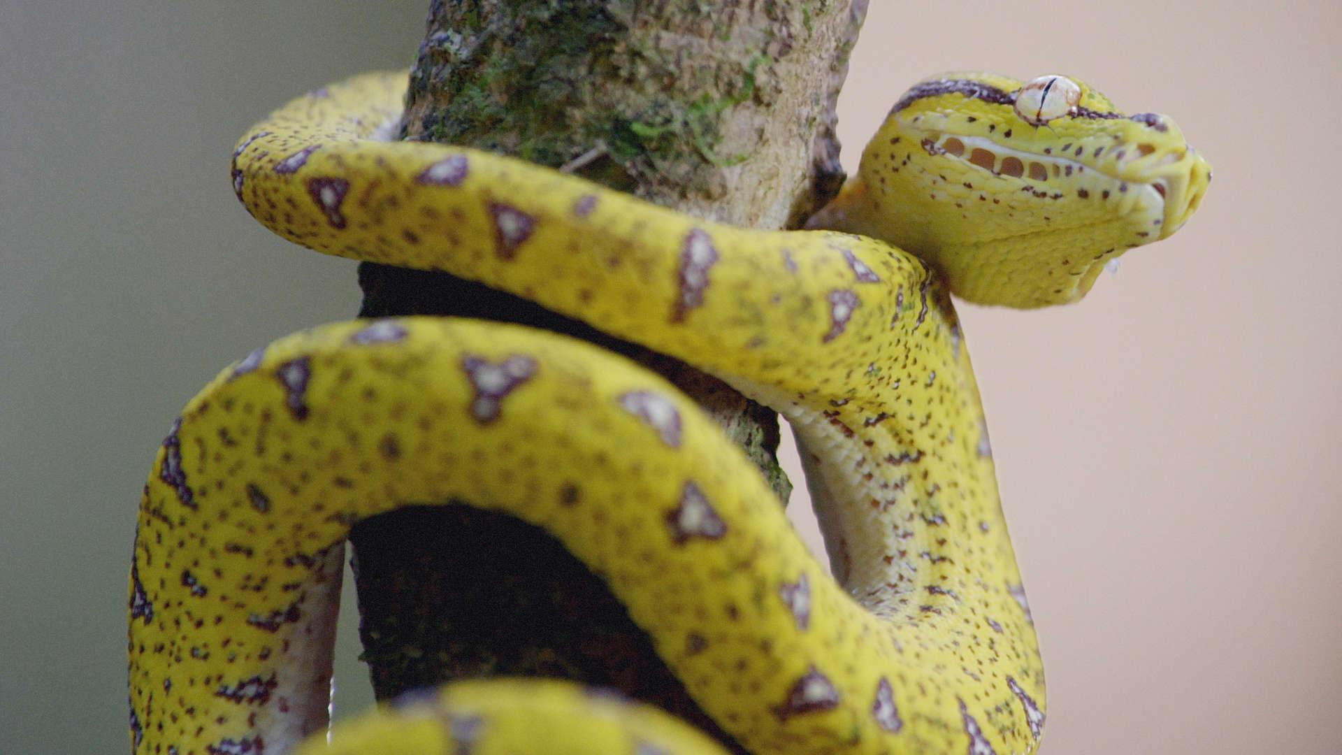 Secrets of Wild Australia