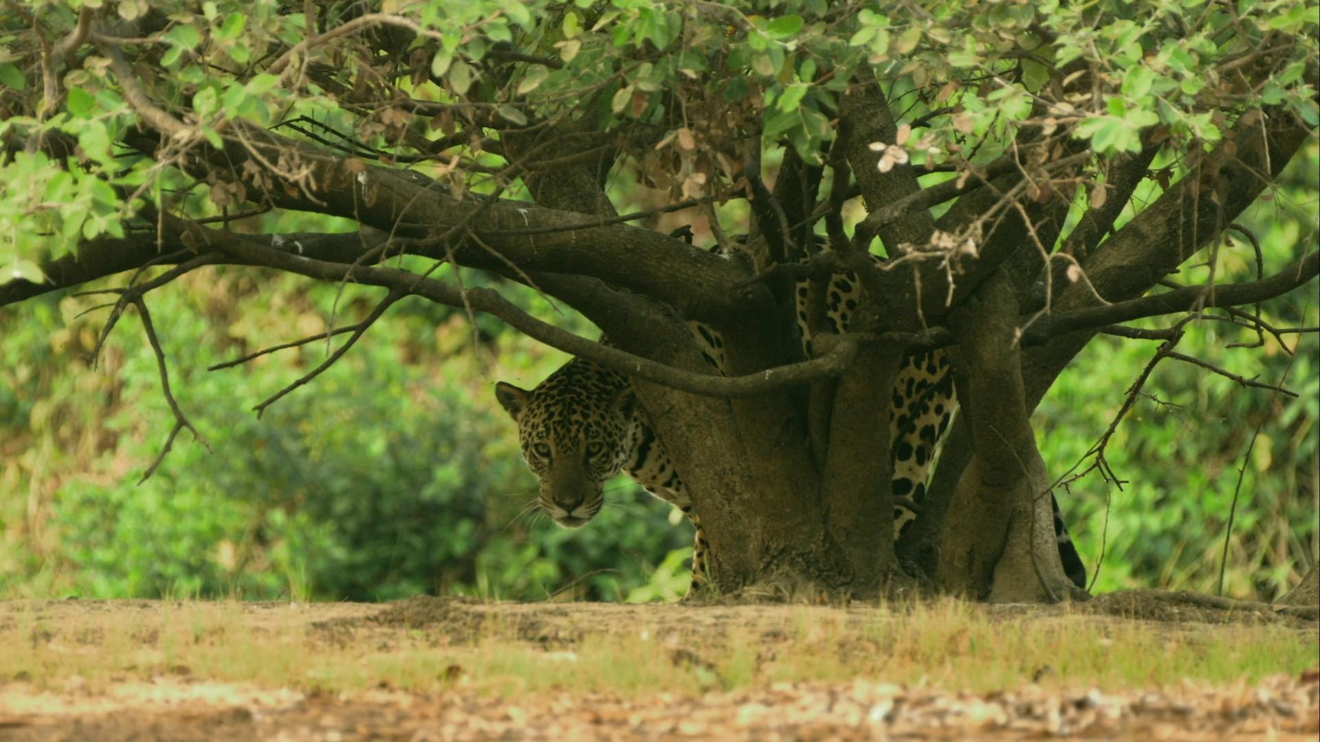 Age of Big Cats