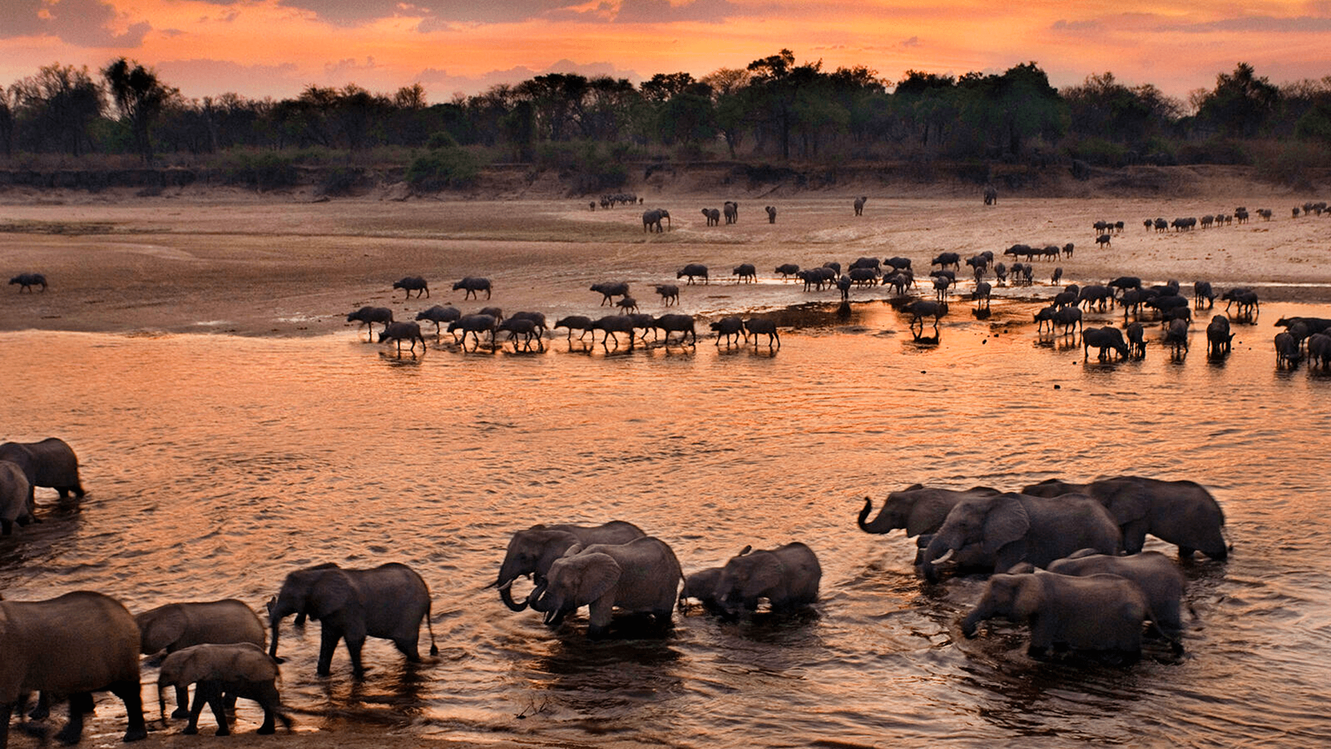 Wild Africa: Rivers of Life
