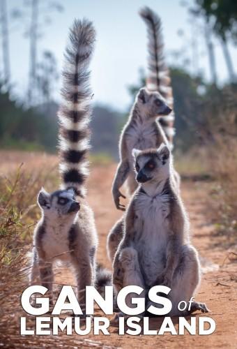 Gangs of Lemur Island