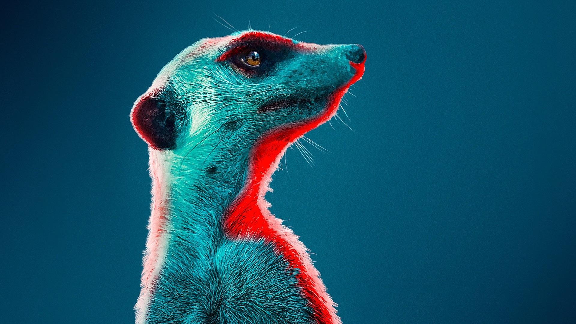 Meerkat Manor: Rise of the Dynasty