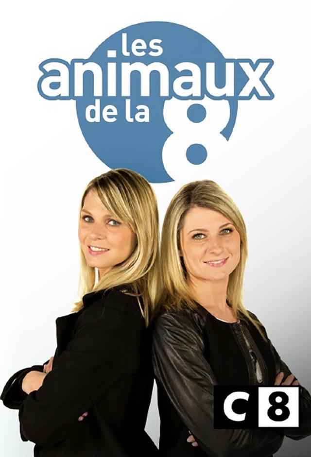 Les animaux de la 8