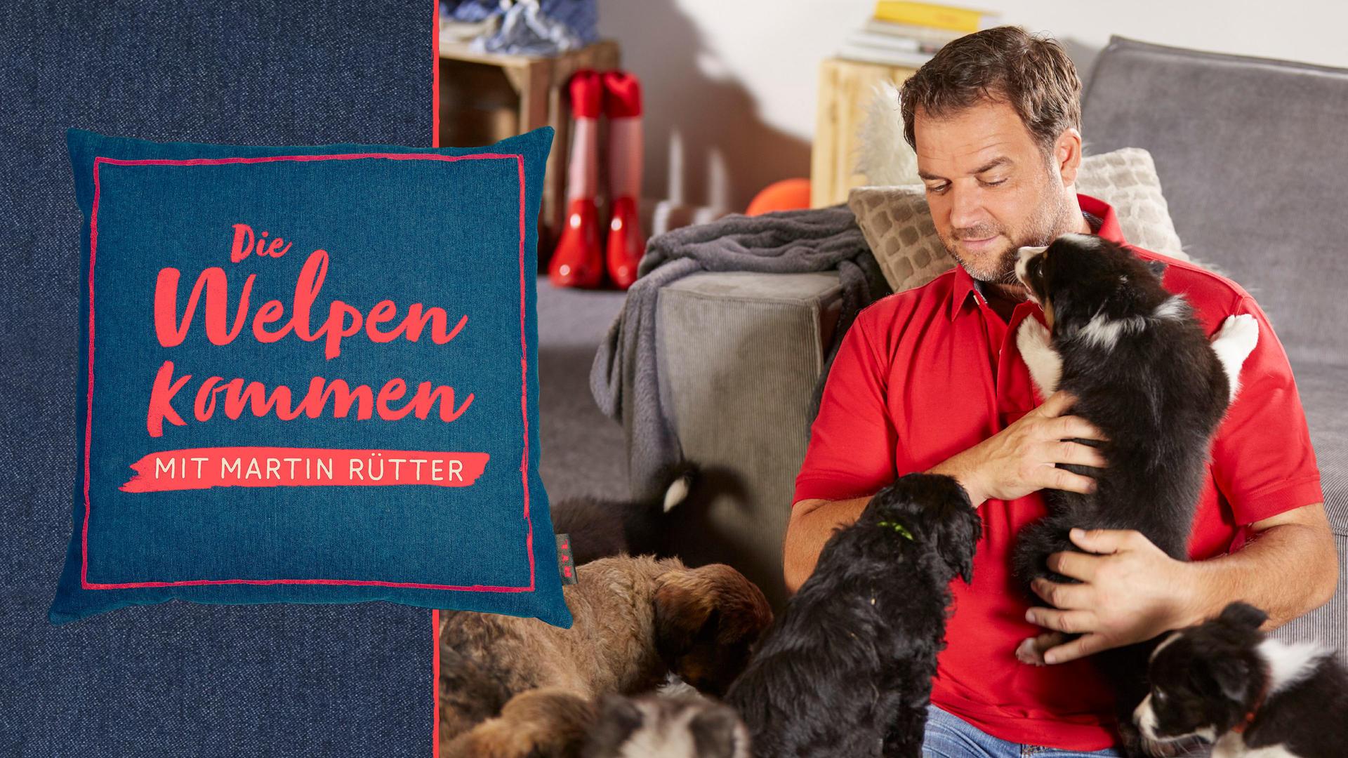 Martin Rütter - Die Welpen kommen