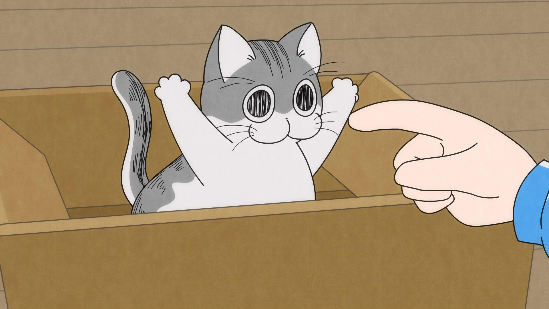 Nights with a Cat