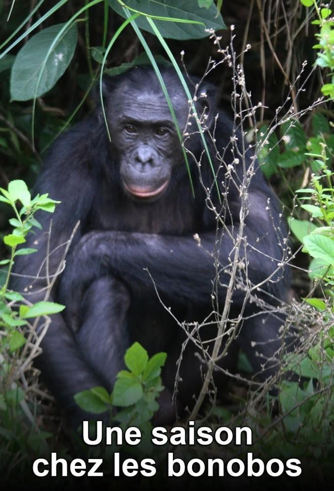 Une saison chez les bonobos