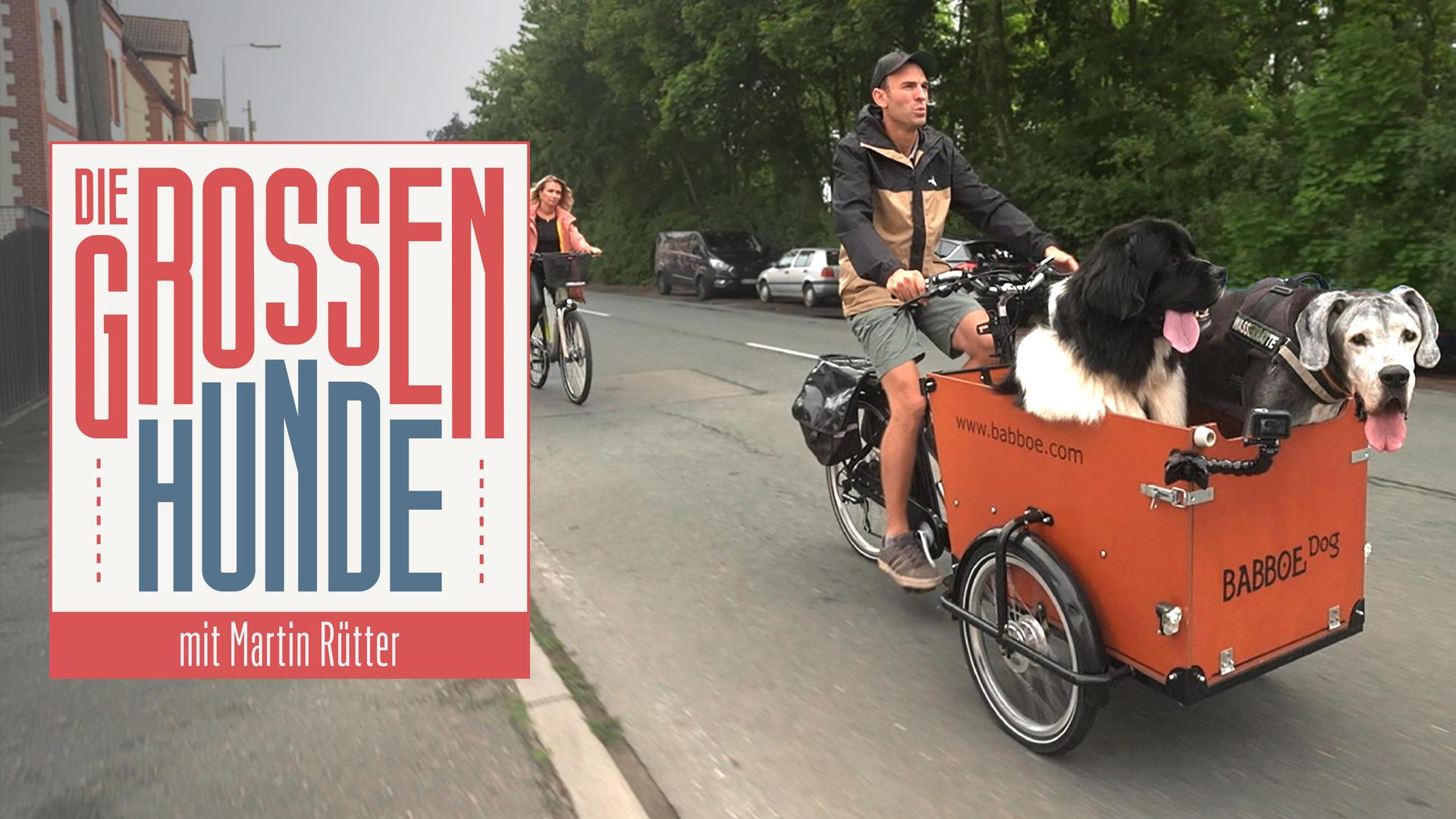 Die grossen Hunde - Mit Martin Rütter