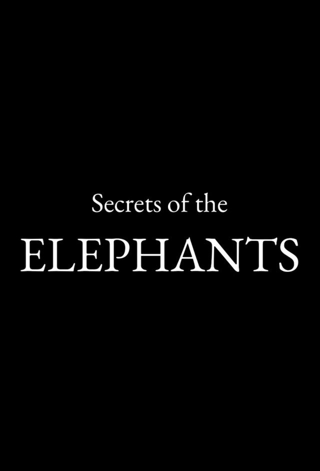 I segreti degli elefanti