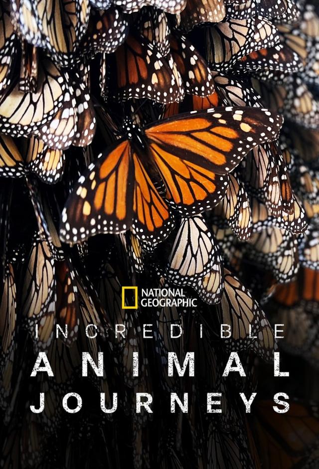 Le Grandi Migrazioni Animali