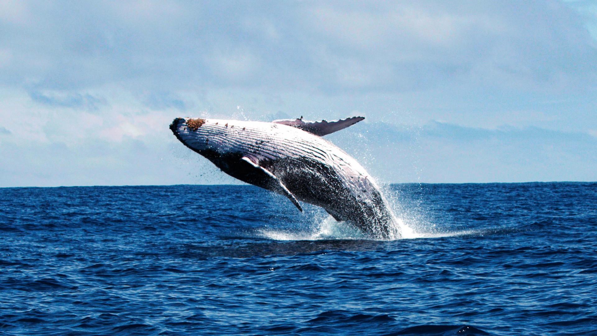Whales and I