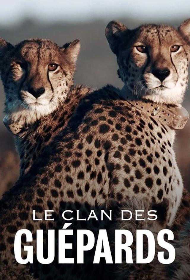 Le Clan des Guépards