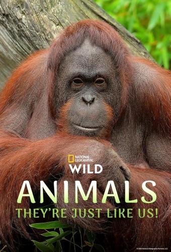 Animals, They're Just Like Us!