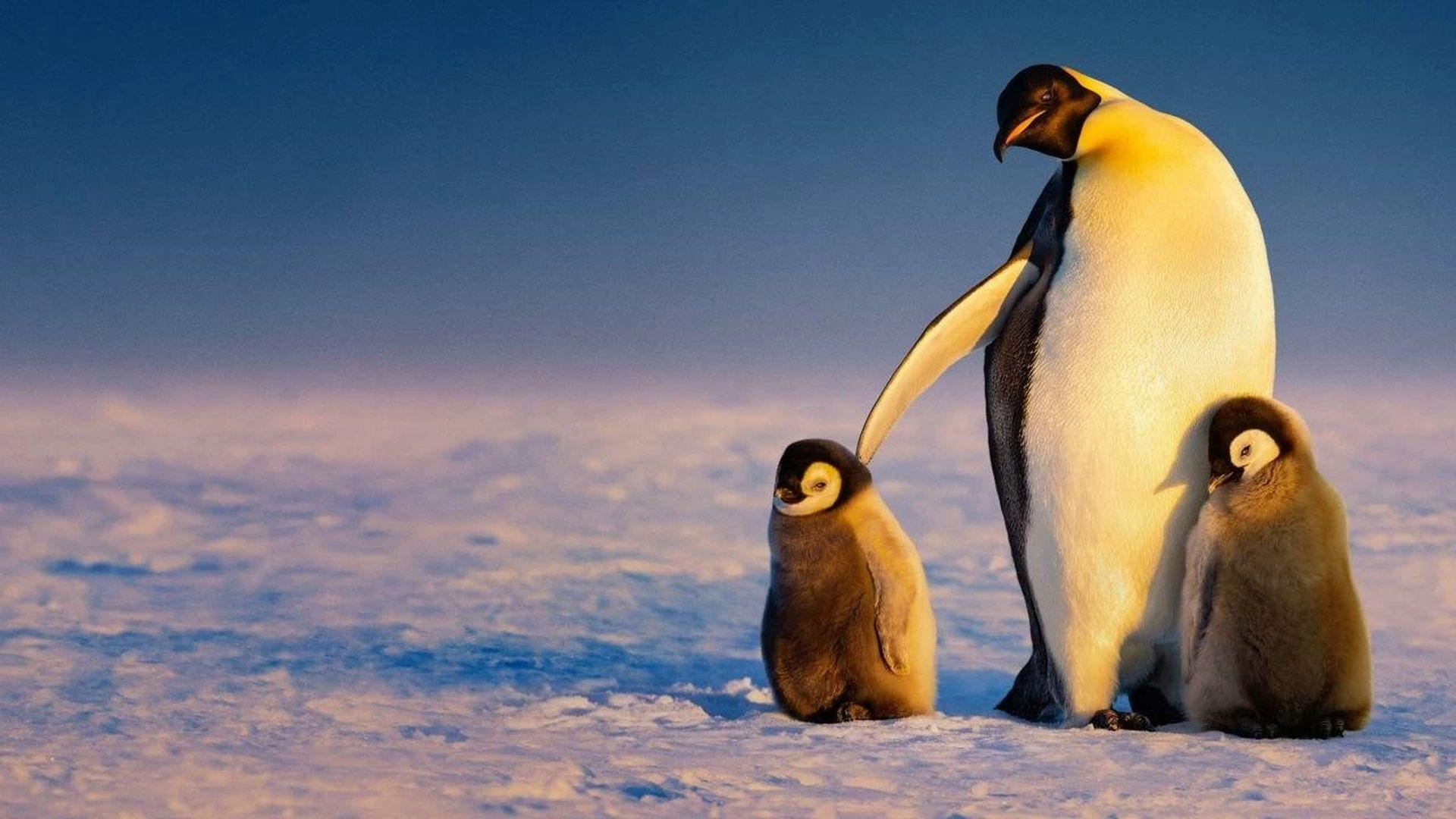 Los secretos de los pingüinos