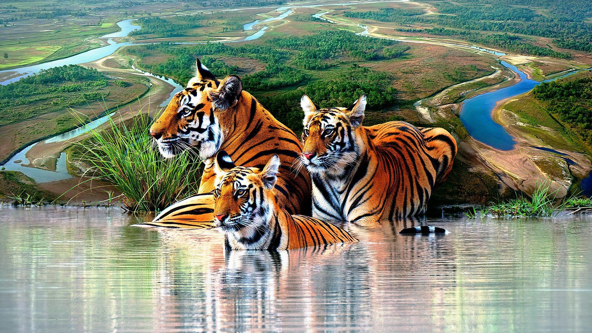 Tiger Island (2026)