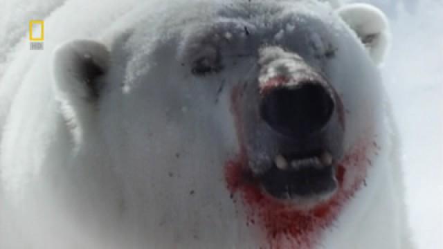 Wild Mystery Bear Of The Arctic