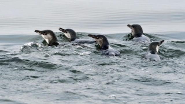 Where Have All the Fish Gone?