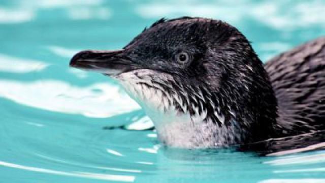 Summer Ends on Penguin Island