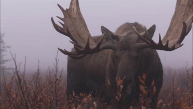 Moose - Titans of the North