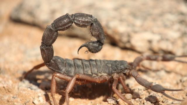 Auge in Auge mit Afrikas tödlichstem Skorpion