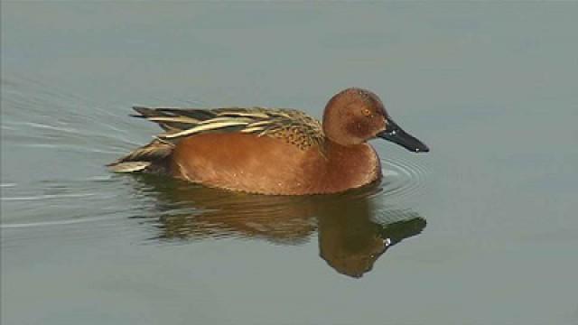 Birds of Smell, Helicopter Training & Remembering D-Day
