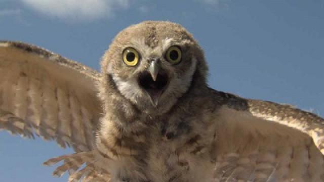 El Paso Owls, Three Kingfishers & Richland Creek Water