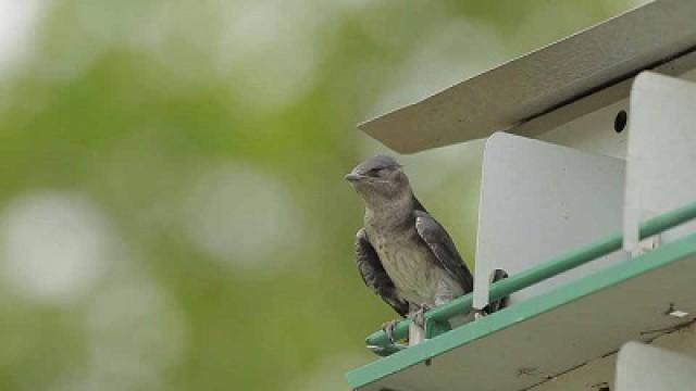 Purple Palaces, Big Black Bears & Cleaning It Up