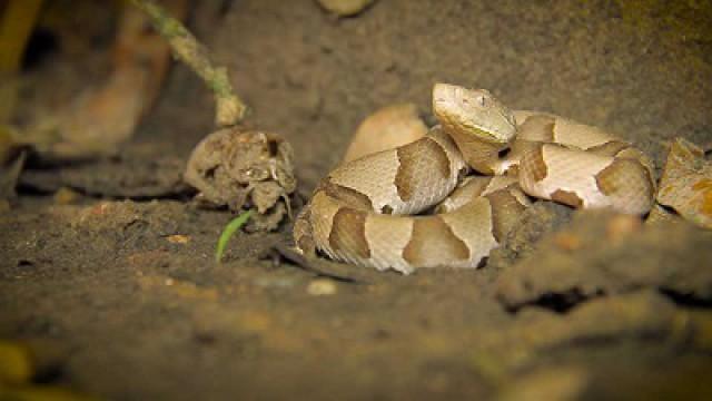 Catching Copperheads, City Camping & Windy Water